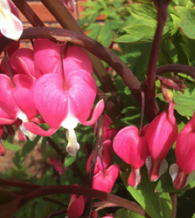 Bleeding heart